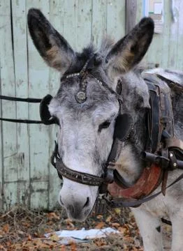 Portrait of gray donkey Stock Photos