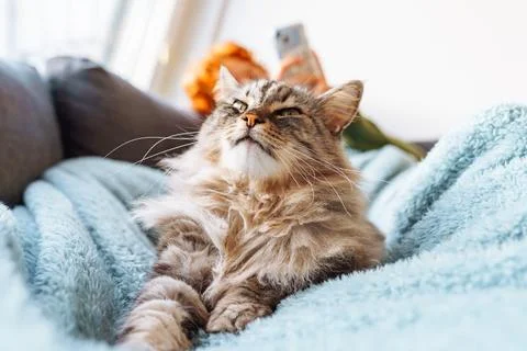 Portrait gray fluffy cat lying with young woman on sofa Fotos de archivo