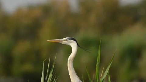 Portrait of gray heron 库存影片 134691374