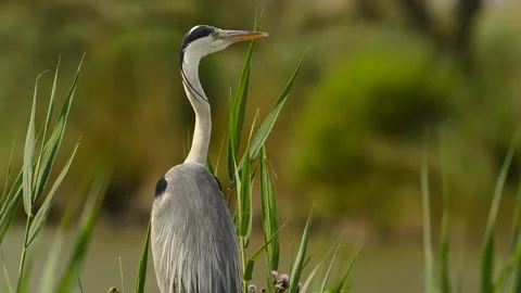 Portrait of gray heron 库存影片 134691404
