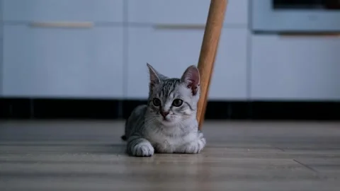 Portrait of a gray kitten lying on the floor Stock Footage 295154187