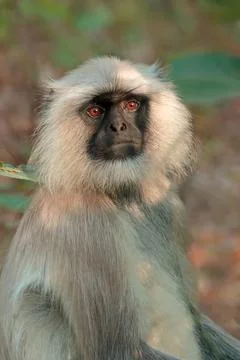 Portrait of a gray langur monkey (Semnopithecus entellus) in natural habitat Stock Photos