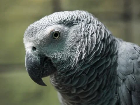 Portrait of a gray parrot Stock Photos