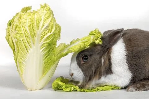 Portrait of a gray rabbit with green cabbage on a white background. Pet rabbit Stock Photos