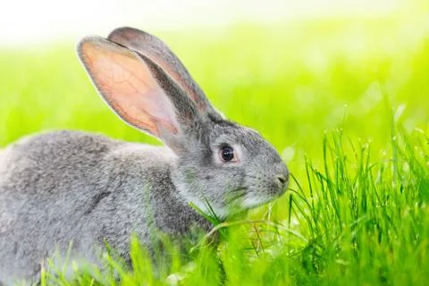 Portrait of gray rabbit Foto stock