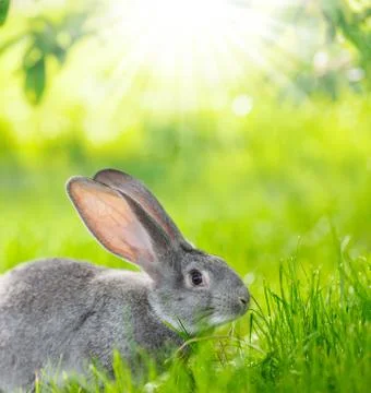 Portrait of gray rabbit 스톡 사진