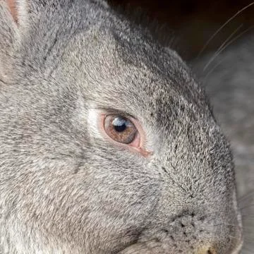 Portrait of gray rabbit Stock Photos