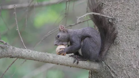 Portrait of gray squirrel eating a nut in branch tree, blur background  Stock Footage 142029065