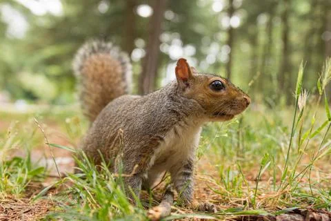 Portrait of gray squirrel in the forest Stock Photos