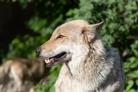 Portrait of the gray wolf close-up Stock Photos