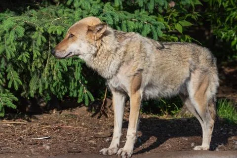 Portrait of the gray wolf close-up Foto stock