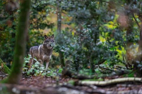 Portrait of a gray wolf in the forest Stock Photos