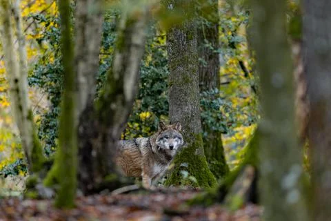 Portrait of a gray wolf in the forest Foto stock