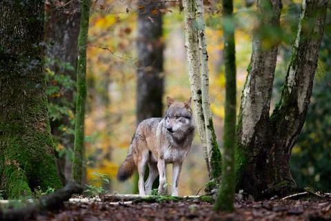 Portrait of a gray wolf in the forest Stock Photos