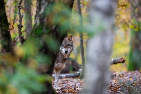 Portrait of a gray wolf in the forest Stock Photos