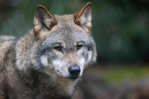 Portrait of a gray wolf in the forest Stock Photos