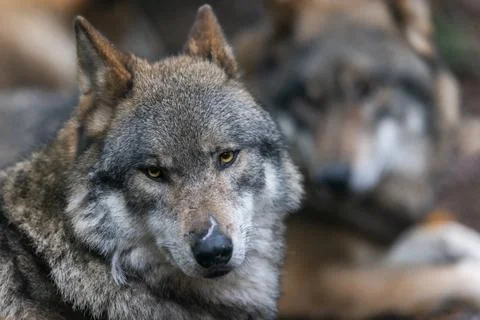 Portrait of a gray wolf in the forest Stock Photos