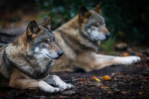 Portrait of a gray wolf in the forest Stock Photos