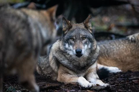 Portrait of a gray wolf in the forest Stock Photos