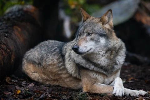 Portrait of a gray wolf in the forest Stock Photos