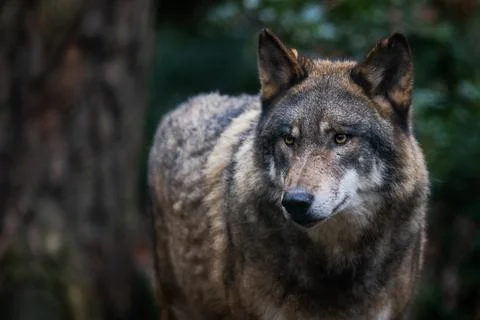 Portrait of a gray wolf in the forest Stock Photos