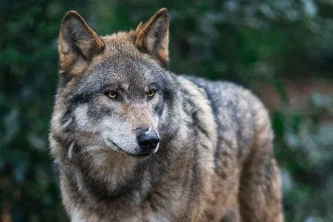 Portrait of a gray wolf in the forest Stock Photos