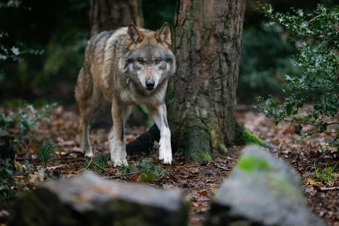 Portrait of a gray wolf in the forest Stock Photos