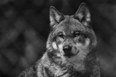 Portrait of a gray wolf in the forest Stock Photos
