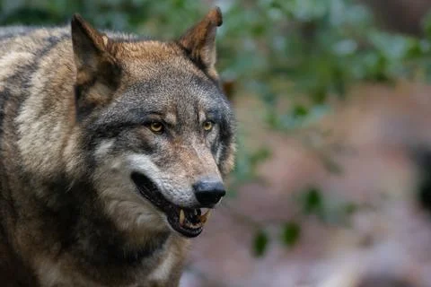 Portrait of a gray wolf in the forest Stock Photos