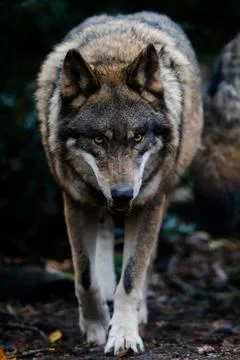 Portrait of a gray wolf in the forest Stock Photos