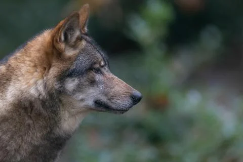 Portrait of a gray wolf in the forest Foto stock