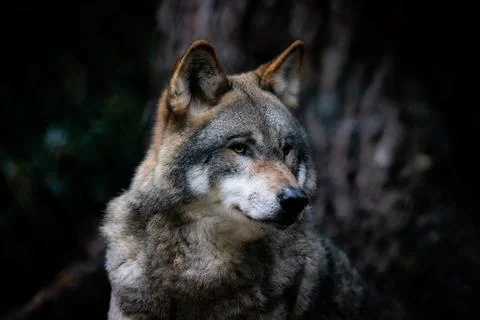 Portrait of a gray wolf in the forest Stock Photos