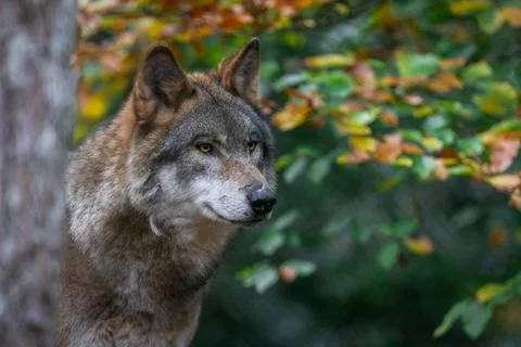 Portrait of a gray wolf in the forest Stock Photos