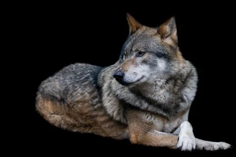 Portrait of a gray wolf in the forest Stock Photos
