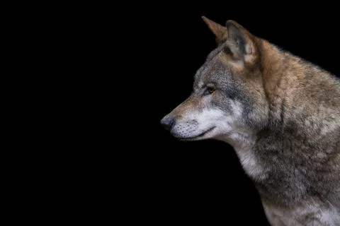 Portrait of a gray wolf in the forest Stock Photos