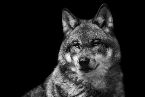 Portrait of a gray wolf in the forest Stock Photos