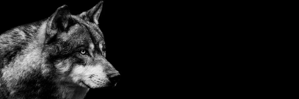 Portrait of a gray wolf Stock Photos