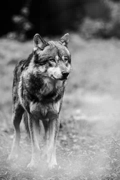 Portrait of a gray wolf Stock Photos