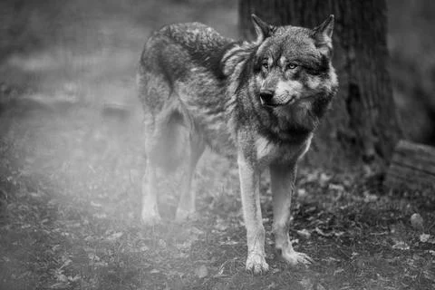 Portrait of a gray wolf Foto stock