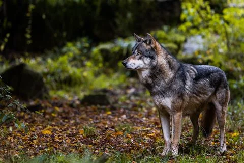 Portrait of a gray wolf Stock Photos
