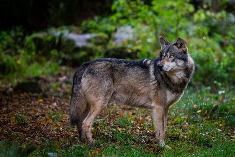 Portrait of a gray wolf Stock Photos