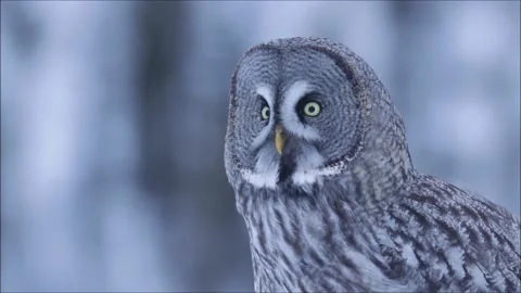 Portrait of a Great Grey Owl looking around Stock Footage 136051172