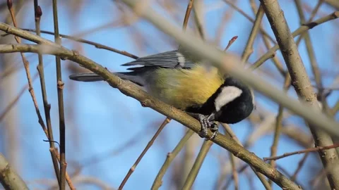 Portrait of a great tit eats on a branch of a tree in winter Stock Footage 339639564