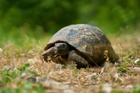 Portrait of A Greek Tortoise in Natural Habitat Stock Photos