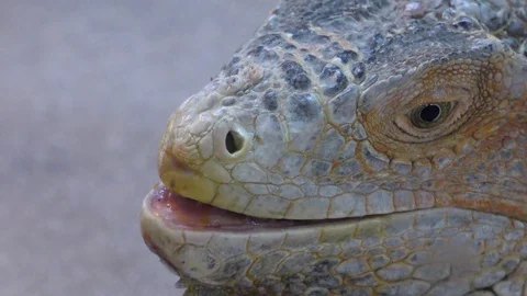 Portrait of green iguana (Iguana iguana) Stock Footage