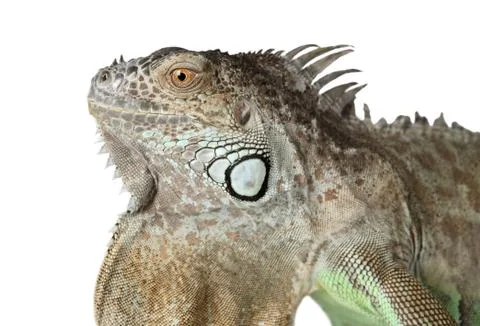 Portrait of Green Iguana Stock-Fotos