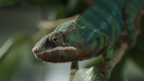 Portrait to green Lizard Stock Footage 113543404