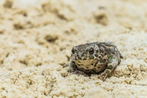 Portrait of a green toad (Bufotes viridis) sitting in the sand Stock Photos