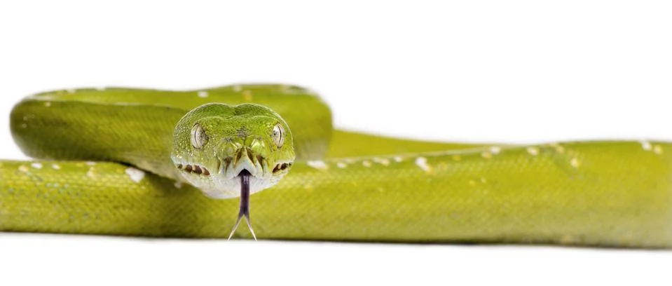 Portrait of green tree python, Morelia viridis, 5 years old, in front of white b Photos