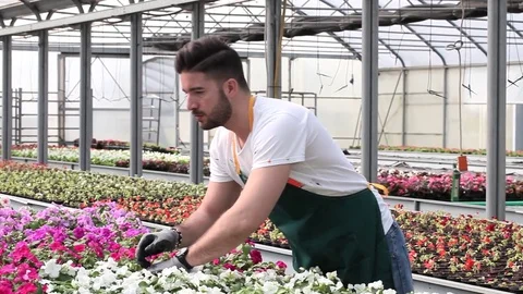 Portrait of a greenhouse worker Stock Footage 74299147